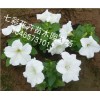 你要的！ 矮牽牛批發(fā)【贊】青州矮牽?！就扑]】山西矮牽牛