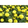 【高成活率！】優(yōu)質(zhì)萬壽菊供應++萬壽菊批發(fā)價格++青州萬壽菊
